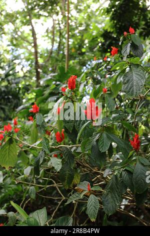 Le bratte rosse e le foglie verdi della Petunia selvaggia peruviana, la chartacea di Ruellia in un giardino botanico a Kauai, Hawaii, USA Foto Stock