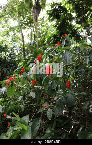 Le bratte rosse e le foglie verdi della Petunia selvaggia peruviana, la chartacea di Ruellia in un giardino botanico a Kauai, Hawaii, USA Foto Stock