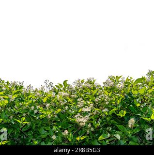 Clematis vitalba climber siepe fiorito con fiori bianchi isolato su bianco con percorso di ritaglio incluso, cornice bordo copia spazio Foto Stock