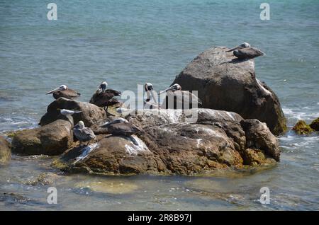Pellicani su una roccia nel mare caraibico ad Aruba Foto Stock