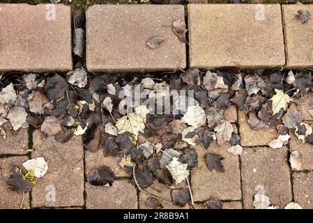 Gruppo di foglie essiccate su un percorso rettangolare in pietra. Autunno, linee diritte e parallele, vuoto, asciutto, spazio morto, Foto Stock