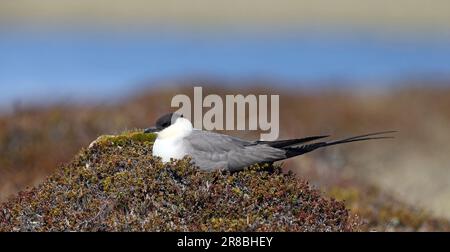 jaeger Lyngsta a coda lunga sul nido alla tundra Foto Stock