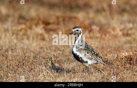 Il plover dorato in piumaggio d'allevamento in piedi sulla tundra Foto Stock