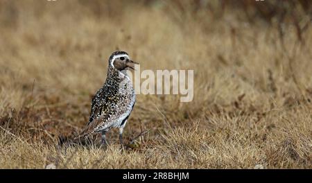 Il plover dorato in piumaggio d'allevamento in piedi sulla tundra Foto Stock