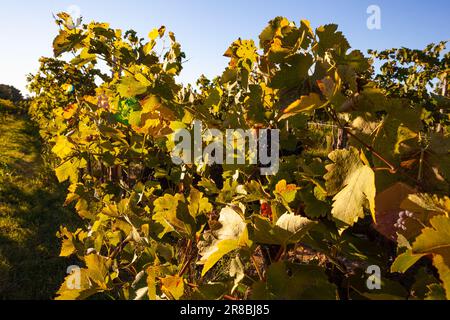 Uve rosse sui vigneti, campagna slovena. Istria Foto Stock