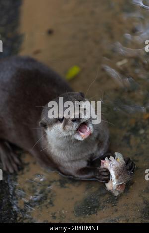 Una adorabile lontra che tiene un pesce succoso nelle sue zampe, pronta a gustare un pasto delizioso Foto Stock