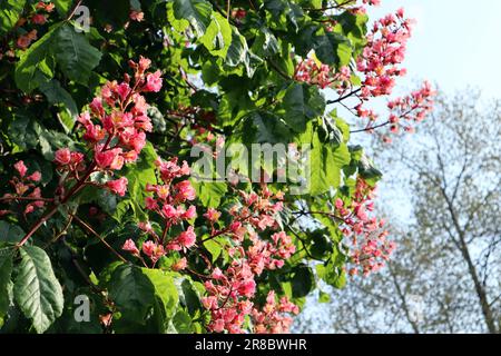 Un castagno fiorito con gruppi di fiori rosa chiaro su uno sfondo verde di foglie in primavera Foto Stock