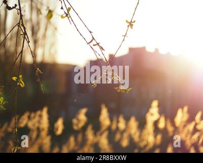 Foto scattata durante l'ora d'oro per mostrare la bellezza della natura da vicino. Bellissime ombre sulle foglie con effetto bokeh sulla panchina Foto Stock