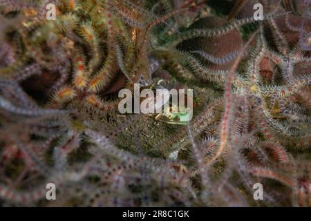 Il Juvenile Atlantic Wolffish, raramente visto Foto Stock