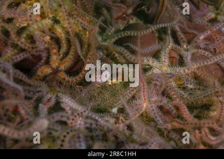 Il Juvenile Atlantic Wolffish, raramente visto Foto Stock