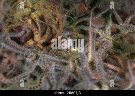 Il Juvenile Atlantic Wolffish, raramente visto Foto Stock