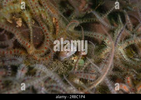 Il Juvenile Atlantic Wolffish, raramente visto Foto Stock