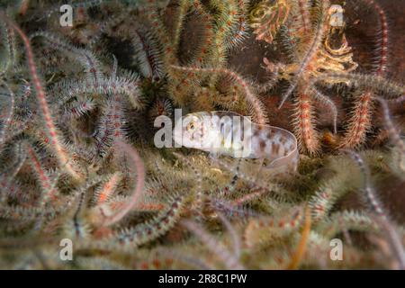 Il Juvenile Atlantic Wolffish, raramente visto Foto Stock