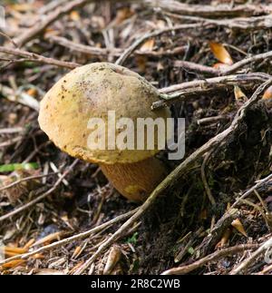 Veduta del fungo della famiglia Boletaceae in Italia Foto Stock