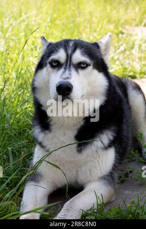 Foto Husky siberiano con occhi blu si trova e guarda la telecamera Foto Stock