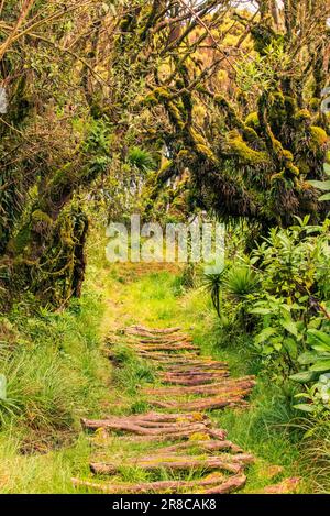 Un percorso escursionistico vuoto tra gli alberi del Monte Sabyinyo nel Parco Nazionale Mgahinga Gorilla, Uganda Foto Stock