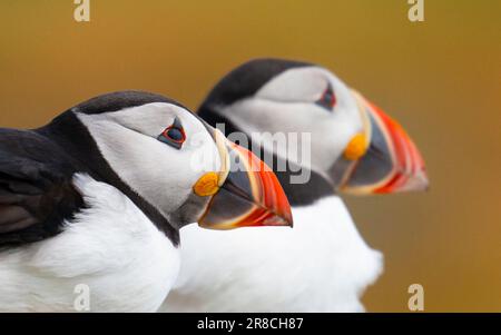 Atlantic Puffins (Fratercula artica) sul santuario degli uccelli dell'Isola di Maggio e riserva naturale in estate, Firth of Forth, Fife, Scozia, Regno Unito Foto Stock