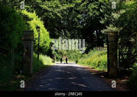Due persone (donne) cani da passeggio lungo una strada estiva, Bury, Greater Manchester. Foto Stock