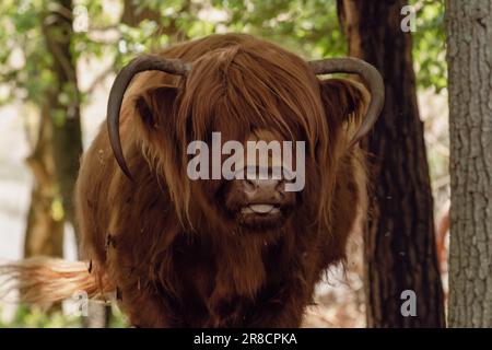 L'altopiano scozzese si stacca la lingua a causa della calda estate sul Mookerheide a limburg, olanda, Gelderland Foto Stock