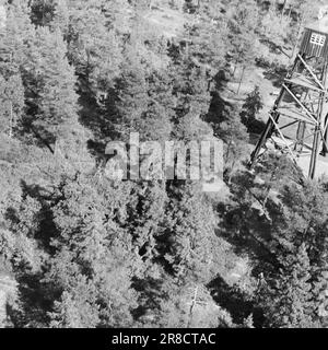 Attuale 29-6-1960: La sentinella solitaria abbiamo trovato un posto di lavoro strano. Giù là, un uomo che vive al suo posto cammina. Giorno e notte il nemico si aggirano, giorno e notte l'uomo solitario è in guardia - contro il fuoco della foresta. Foto: Aage Storløkken / Aktuell / NTB ***FOTO NON ELABORATA*** Foto Stock