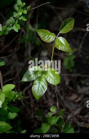 Avvelenamento Ivy (Toxicodendron radicans) che cresce nei boschi in Virginia, USA. Foto Stock