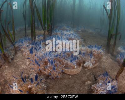 Meduse capovolte, Cassiopea sp., prosperano in un letto di agrassi nel Parco Nazionale di Komodo, Indonesia. Le rocce marine sono un habitat vitale per molte specie. Foto Stock