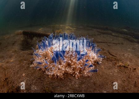 Meduse capovolte, Cassiopea sp., prosperano in un letto di agrassi nel Parco Nazionale di Komodo, Indonesia. Le rocce marine sono un habitat vitale per molte specie. Foto Stock