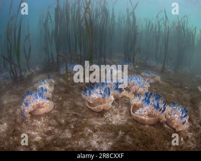 Meduse capovolte, Cassiopea sp., prosperano in un letto di agrassi nel Parco Nazionale di Komodo, Indonesia. Le rocce marine sono un habitat vitale per molte specie. Foto Stock