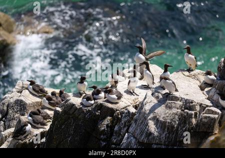 Gruppo o Bazaar di Guillemots 'Uria aalge' su rocce ripide accanto alle acque dell'Oceano Atlantico. Colonia di uccelli di mare nelle giornate di sole. Isole Saltee, Irlanda Foto Stock