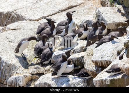 Gruppo o Bazaar di Guillemots 'Uria aalge' vicino insieme nidificando su affioramento roccioso. Colonia di uccelli di mare alle Isole Saltee, Wexford, Irlanda Foto Stock