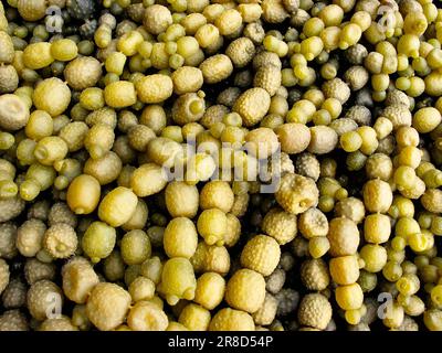 Hormosira banksii, Nettuno's collana alghe, Nuova Zelanda, vista ravvicinata. Foto Stock