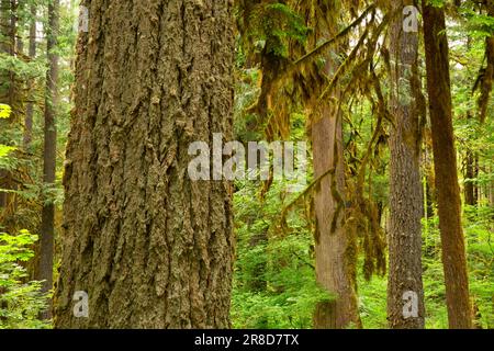 Douglas, vecchia foresta di abete, Mt Hood National Forest, Oregon Foto Stock