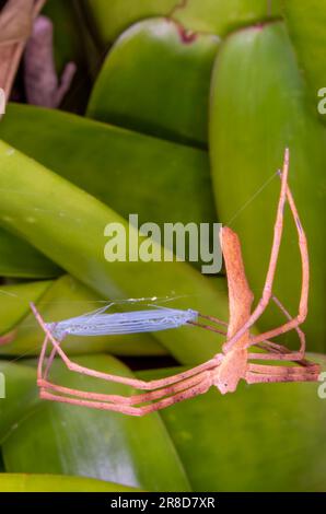 Rufous Net-Casting Spider, Deinopsis subrufa. Foto Stock