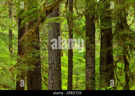 Antica foresta lungo il Lost Creek Nature Trail, Mt Hood National Forest, Oregon Foto Stock