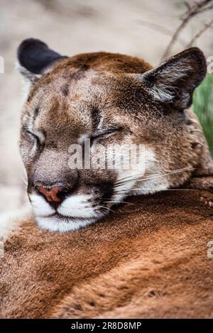 Immagine di un cougar addormentato, Vancouver Island, BC, Canada Foto Stock