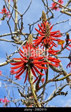 Fiori rossi su albero (Erythrina speciosa) Foto Stock