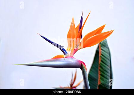 una strelitzia uccello di paradiso pianta floreale in un giardino Foto Stock