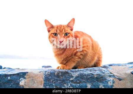 tabby gatto rosso zenzero giovane su un muro grande Foto Stock