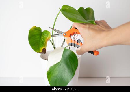 La mano taglia via la foglia malata dalla pianta della casa. Malattie della pianta. Problemi di Monstera albo. Pianta malata Foto Stock