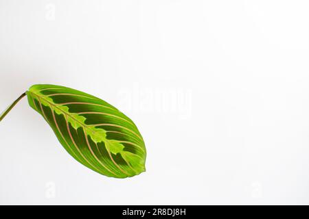 La pianta di preghiera (Maranta leuconeura) isolata sulla foglia di fondo bianco. Foglia verde con vene rosse Foto Stock