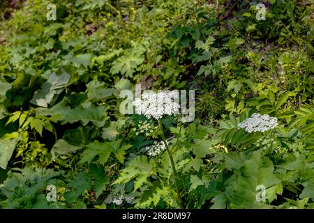 La pastinaca americana (Heracleum Maximum) è anche nota come sedano satano, sedano indiano, rabarbaro indiano o pushki. Nativo del Nord America. Foto Stock