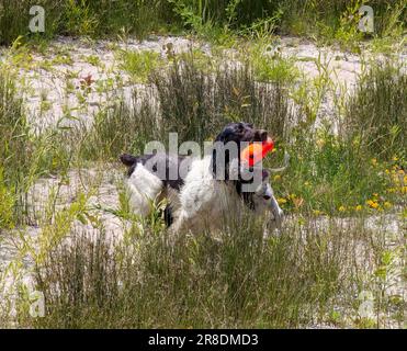 Inglese springer spaniel durante l'allenamento Foto Stock