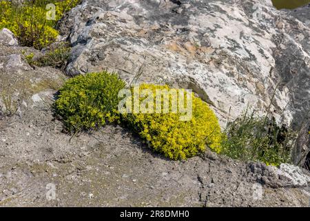 Goldmoss Stonecrop (Sedum acre) conosciuto come Goldmoss Sedum, o Golden Carpet Stonecrop. Originaria dell'Europa, naturalizzata in Nord America, Giappone e nuova Z Foto Stock