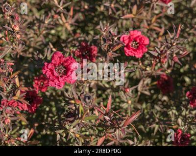 Pianta dell'albero del tè con i fiori rossi leptospermum scoparium Foto Stock