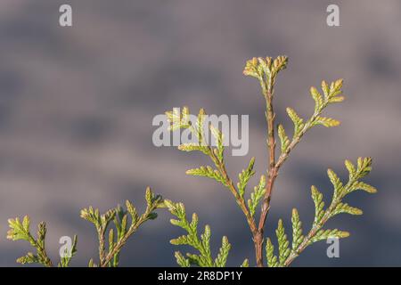 Foglia di Thuja occidentalis primo piano albero di cedro bianco dettaglio all'aperto Foto Stock