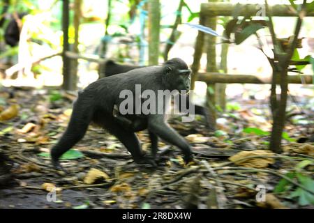 Un macaco crestato (Macaca nigra) trasporta una prole mentre sta foraging vicino ad una struttura artificiale in Taman Wisata Alam Batupuputih (Parco Naturale di Batupuputih) vicino alla riserva naturale di Tangkoko nel Sulawesi settentrionale, Indonesia. I cambiamenti climatici possono ridurre l'idoneità degli habitat delle specie primate, che potrebbero costringerle a uscire da habitat sicuri e ad affrontare ulteriori potenziali conflitti con gli esseri umani, dicono gli scienziati. Mentre si trova di fronte a una minaccia di bracconaggio, questa scimmia endemica è anche talvolta considerata come peste a causa della sua attività di incursione delle colture nella provincia del Sulawesi settentrionale dell'Indonesia. Foto Stock