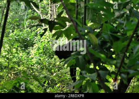 La vegetazione forestale è fotografata in primo piano della silhouette di un macaco crestato (Macaca nigra), che è in parte visto su un albero mentre foraging in Taman Wisata Alam Batuputih (Parco Naturale di Batuputih) vicino alla Riserva Naturale di Tangkoko nel Nord Sulawesi, Indonesia. I cambiamenti climatici possono ridurre l'idoneità degli habitat delle specie primate, che potrebbero costringerle a uscire da habitat sicuri e ad affrontare ulteriori potenziali conflitti con gli esseri umani, dicono gli scienziati. Mentre si trova di fronte a una minaccia di bracconaggio, questa scimmia endemica è anche a volte considerata come peste a causa della sua attività di incursione delle colture. Foto Stock