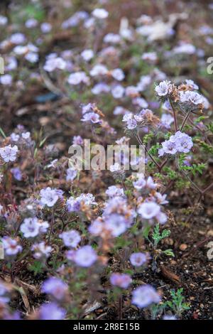 I fiori selvatici intorno a Lee Vining nella contea di Mono, CALIFORNIA, sono in piena fioritura in questo momento. Foto Stock