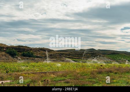 sistema di irrigazione in campo, campo di pomodoro verde, sistema di irrigazione per le colture in campo. Foto di alta qualità Foto Stock