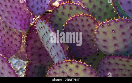 USA, Arizona, Tucson, primo piano di cactus viola e verde fico d'India Foto Stock